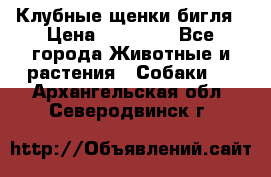 Клубные щенки бигля › Цена ­ 30 000 - Все города Животные и растения » Собаки   . Архангельская обл.,Северодвинск г.